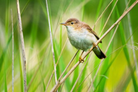 Wetlands - Reed Warbler